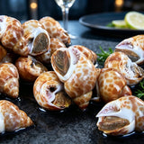 Large Frozen Babylonia Snails